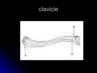 clavicle 