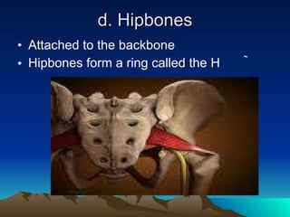 d. Hipbones Attached to the backbone Hipbones form a ring called the   