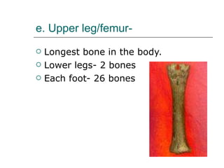 e. Upper leg/femur- Longest bone in the body. Lower legs- 2 bones Each foot- 26 bones 