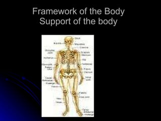 Framework of the Body Support of the body 