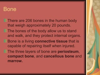 Bone There are 206 bones in the human body that weigh approximately 20 pounds. The bones of the body allow us to stand and walk, and they protect internal organs. Bone is a living  connective tissue  that is capable of repairing itself when injured. The three layers of bone are  periosteum ,  compact bone , and  cancellous bone  and  marrow. 