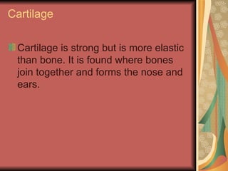 Cartilage Cartilage is strong but is more elastic than bone. It is found where bones join together and forms the nose and ears. 
