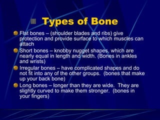 Types of Bone Flat bones – (shoulder blades and ribs) give protection and provide surface to which muscles can attach Short bones – knobby nugget shapes, which are nearly equal in length and width. (Bones in ankles and wrists)  Irregular bones – have complicated shapes and do not fit into any of the other groups.  (bones that make up your back bone) Long bones – longer than they are wide.  They are slightly curved to make them stronger.  (bones in your fingers)  