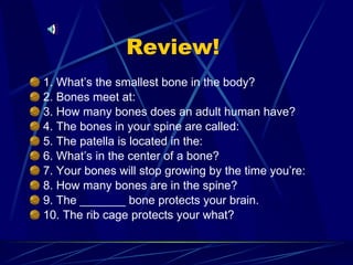 Review!  1. What’s the smallest bone in the body? 2. Bones meet at: 3. How many bones does an adult human have? 4. The bones in your spine are called: 5. The patella is located in the: 6. What’s in the center of a bone? 7. Your bones will stop growing by the time you’re: 8. How many bones are in the spine? 9. The _______ bone protects your brain. 10. The rib cage protects your what?  