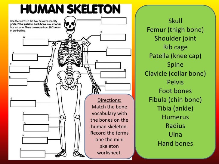 Printables Skeletal System Worksheet the skeletal system 2 1