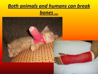 Both animals and humans can break
             bones …
 
