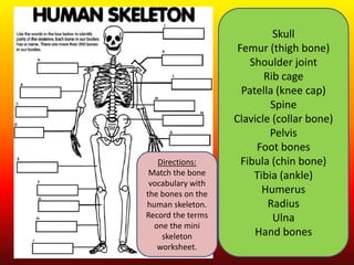 Radius                      Skull
                    Femur (thigh bone)
                       Shoulder joint
                          Rib cage
                     Patella (knee cap)
                            Spine
                   Clavicle (collar bone)
                           Pelvis
                        Foot bones
   Directions:       Fibula (chin bone)
 Match the bone         Tibia (ankle)
 vocabulary with
the bones on the          Humerus
human skeleton.            Radius
Record the terms            Ulna
  one the mini
    skeleton            Hand bones
   worksheet.
 