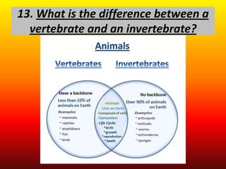 13. What is the difference between a
  vertebrate and an invertebrate?
 