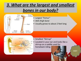 3. What are the largest and smallest
        bones in our body?
              • Largest “Femur”
              • AKA thigh bone
              • Usually grows to about 2 feet long




              • Smallest “Stirrup”
              • Located in your ear and looks like a
                stirrup on a saddle used for
                horseback riding
                                                       HINT
 