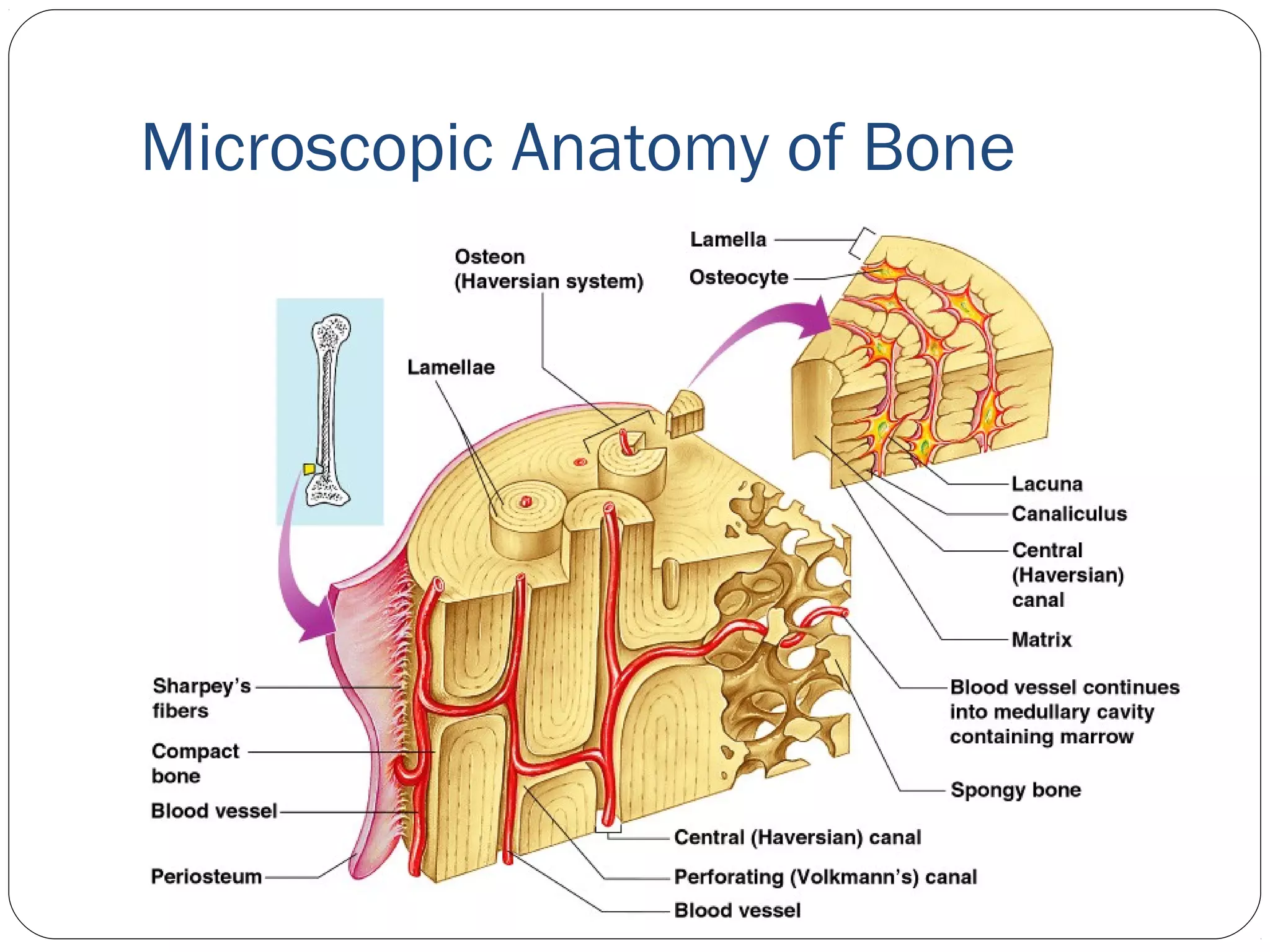 Microscopic Anatomy of Bone
 