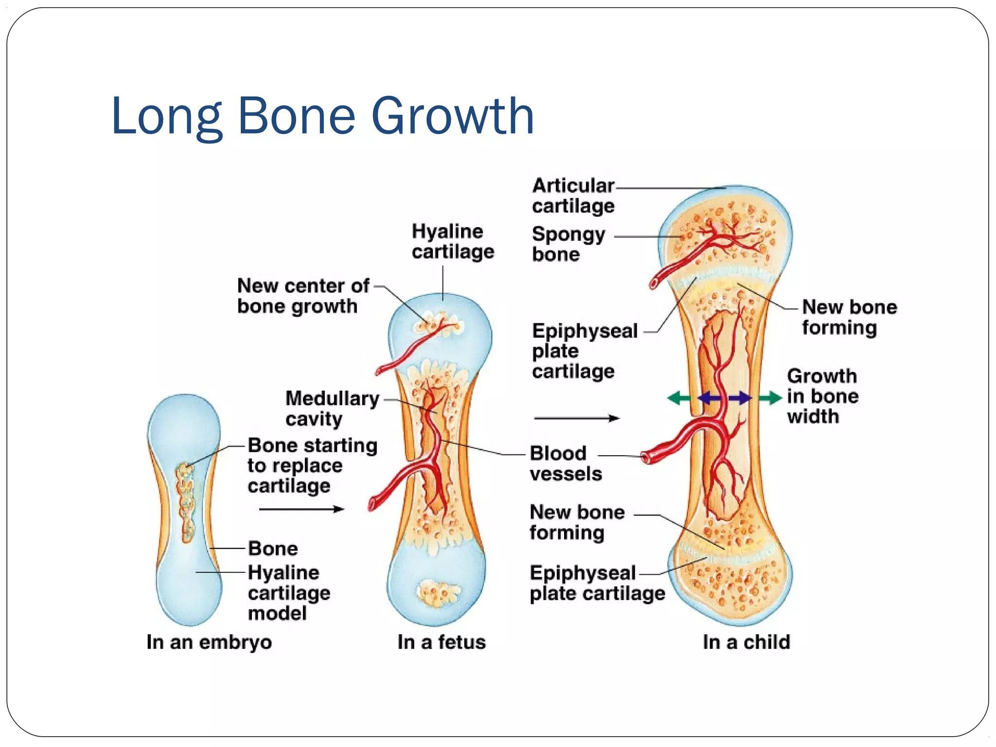 Long Bone Growth
 