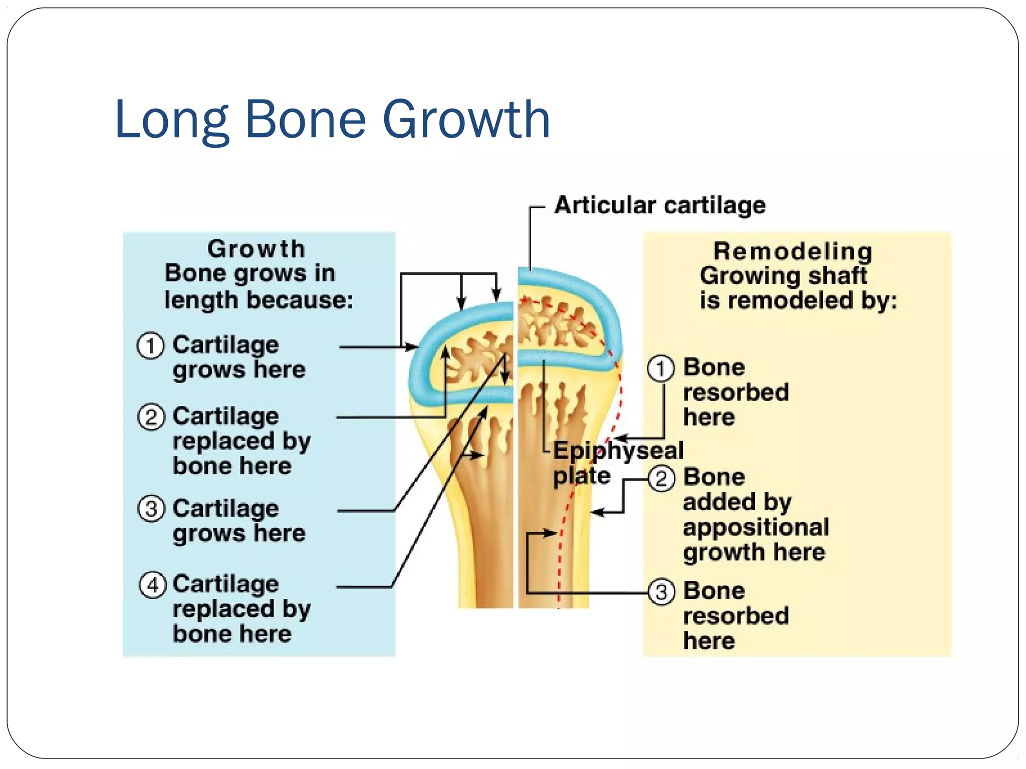 Long Bone Growth
 