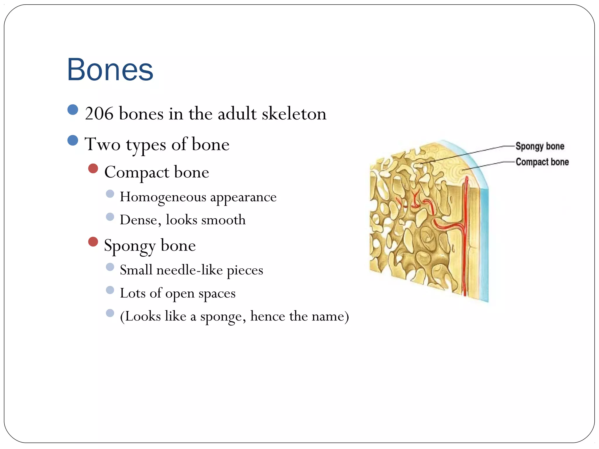 Bones
206 bones in the adult skeleton
Two types of bone
Compact bone
Homogeneous appearance
Dense, looks smooth
Spongy bone
Small needle-like pieces
Lots of open spaces
(Looks like a sponge, hence the name)
 