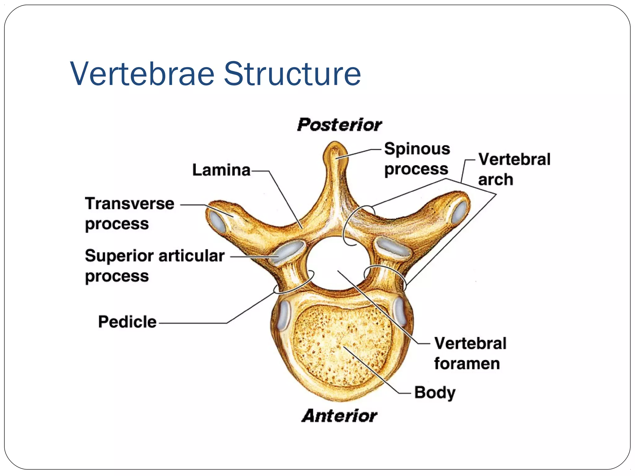 Vertebrae Structure
 