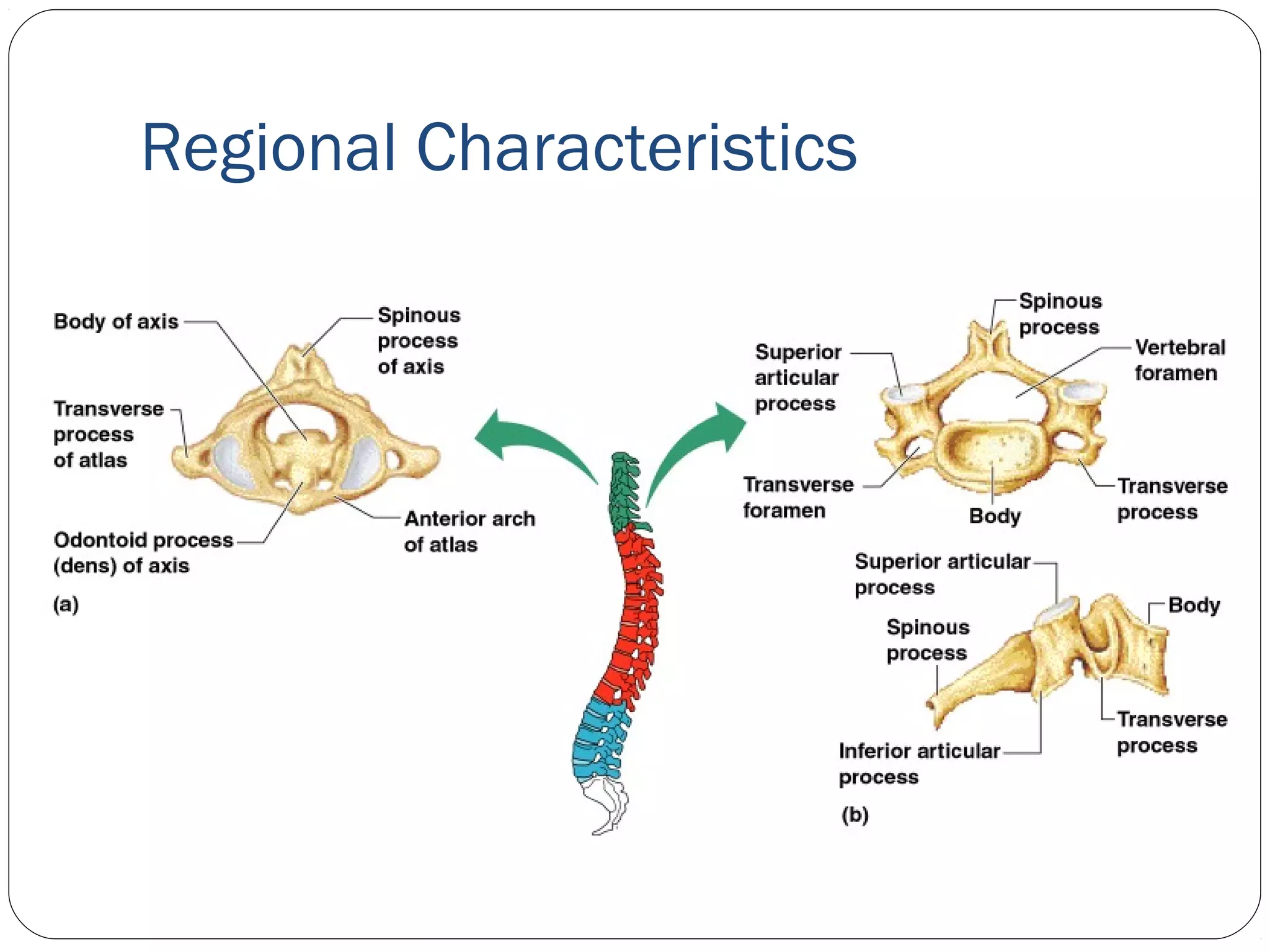 Regional Characteristics
 