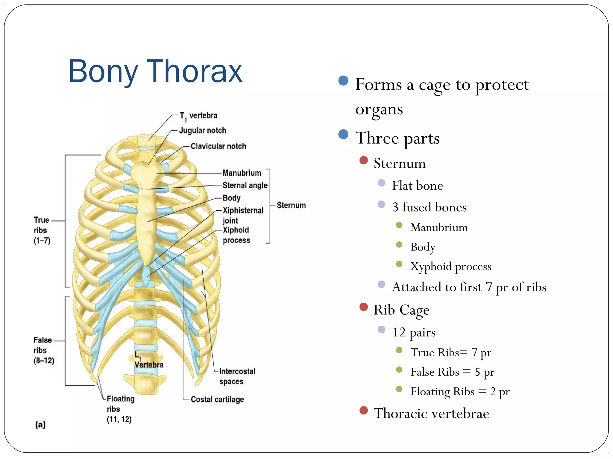 Bony Thorax Forms a cage to protect
organs
Three parts
Sternum
 Flat bone
 3 fused bones
 Manubrium
 Body
 Xyphoid process
 Attached to first 7 pr of ribs
Rib Cage
 12 pairs
 True Ribs= 7 pr
 False Ribs = 5 pr
 Floating Ribs = 2 pr
Thoracic vertebrae
 