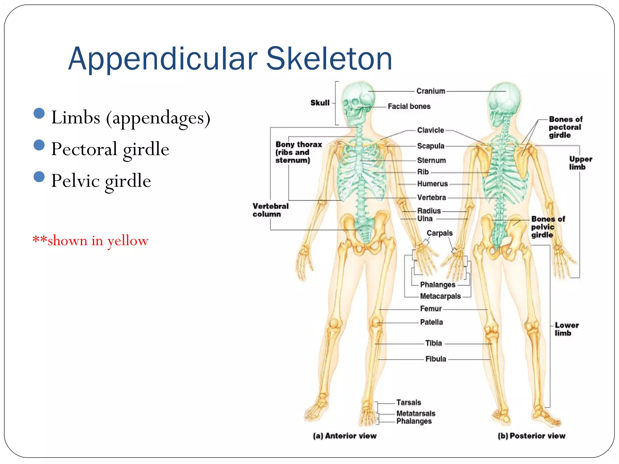 Appendicular Skeleton
Limbs (appendages)
Pectoral girdle
Pelvic girdle
**shown in yellow
 