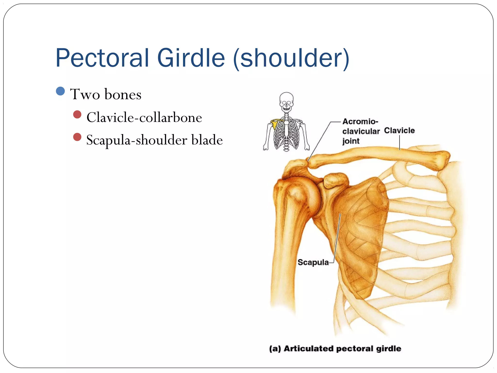 Pectoral Girdle (shoulder)
Two bones
Clavicle-collarbone
Scapula-shoulder blade
 