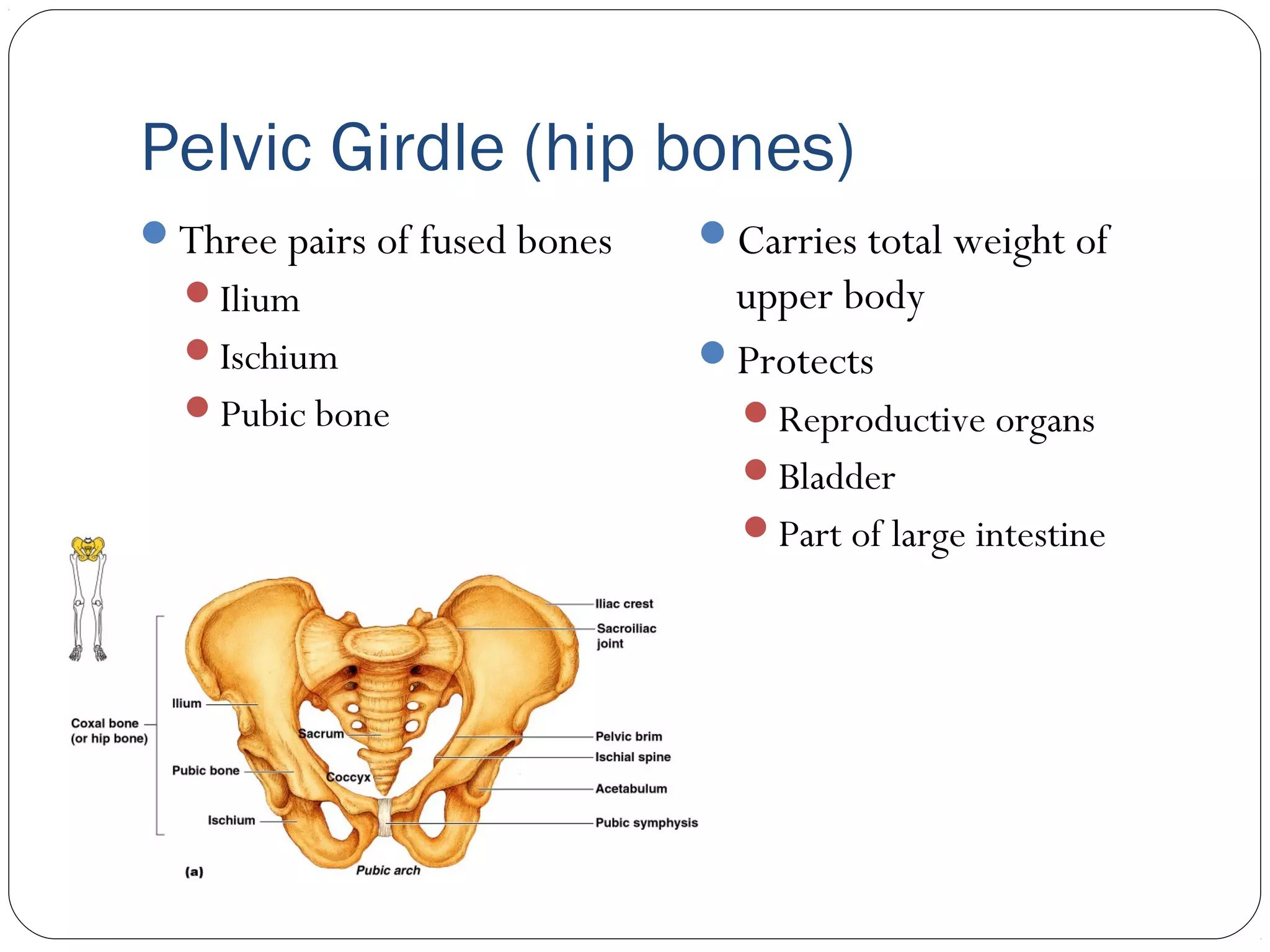 Pelvic Girdle (hip bones)
Three pairs of fused bones
Ilium
Ischium
Pubic bone
Carries total weight of
upper body
Protects
Reproductive organs
Bladder
Part of large intestine
 