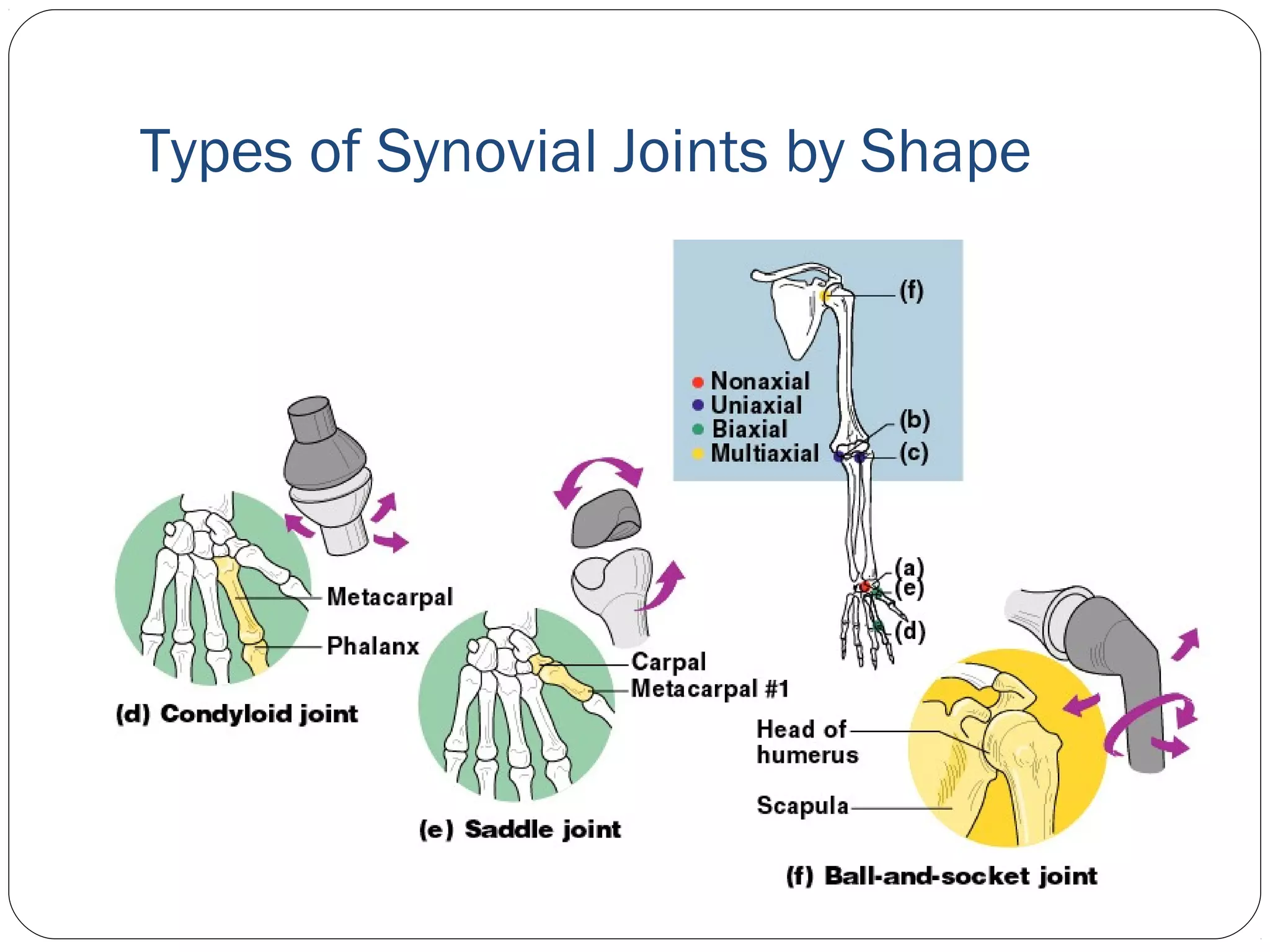Types of Synovial Joints by Shape
 
