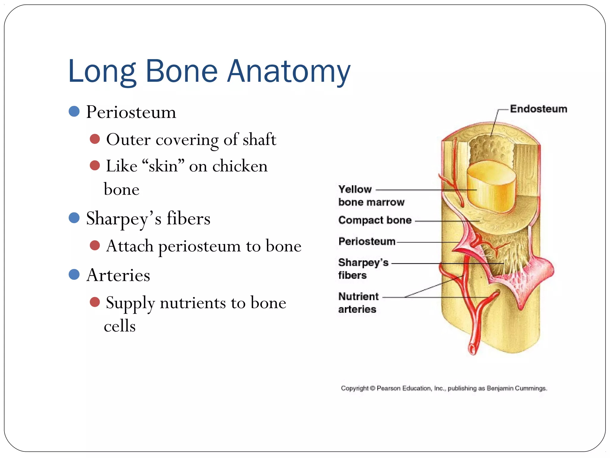 Long Bone Anatomy
Periosteum
Outer covering of shaft
Like “skin” on chicken
bone
Sharpey’s fibers
Attach periosteum to bone
Arteries
Supply nutrients to bone
cells
 