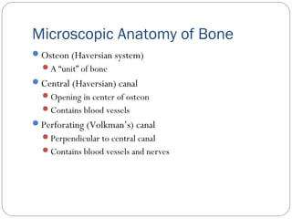 Microscopic Anatomy of Bone
Osteon (Haversian system)
A “unit” of bone
Central (Haversian) canal
Opening in center of osteon
Contains blood vessels
Perforating (Volkman’s) canal
Perpendicular to central canal
Contains blood vessels and nerves
 