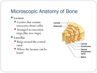 Microscopic Anatomy of Bone
Lacunae
Cavities that contain
osteocytes (bone cells)
Arranged in concentric
rings (like tree rings)
Lamellae
Rings around the central
canal
Where the lacunae can be
found
 