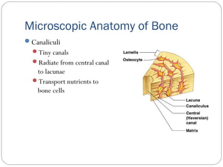 Microscopic Anatomy of Bone
Canaliculi
Tiny canals
Radiate from central canal
to lacunae
Transport nutrients to
bone cells
 