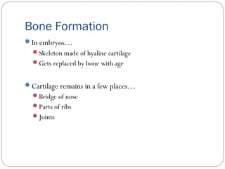 Bone Formation
In embryos…
Skeleton made of hyaline cartilage
Gets replaced by bone with age
Cartilage remains in a few places…
Bridge of nose
Parts of ribs
Joints
 