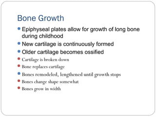 Bone Growth
Epiphyseal plates allow for growth of long bone
during childhood
New cartilage is continuously formed
Older cartilage becomes ossified
Cartilage is broken down
Bone replaces cartilage
Bones remodeled, lengthened until growth stops
Bones change shape somewhat
Bones grow in width
 