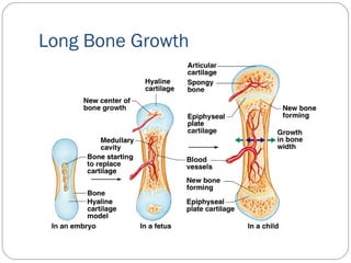 Long Bone Growth
 