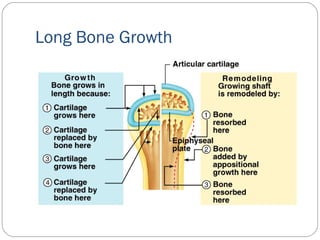 Long Bone Growth
 