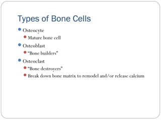 Types of Bone Cells
Osteocyte
Mature bone cell
Osteoblast
“Bone builders”
Osteoclast
“Bone destroyers”
Break down bone matrix to remodel and/or release calcium
 