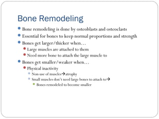 Bone Remodeling
Bone remodeling is done by osteoblasts and osteoclasts
Essential for bones to keep normal proportions and strength
Bones get larger/thicker when…
Large muscles are attached to them
Need more bone to attach the large muscle to
Bones get smaller/weaker when…
Physical inactivity
Non-use of musclesatrophy
Small muscles don’t need large bones to attach to
 Bones remodeled to become smaller
 