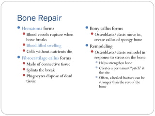 Bone Repair
Hematoma forms
Blood vessels rupture when
bone breaks
Blood filled swelling
Cells without nutrients die
Fibrocartilage callus forms
Made of connective tissue
Splints the break
Phagocytes dispose of dead
tissue
Bony callus forms
Osteoblasts/clasts move in,
create callus of spongy bone
Remodeling
Osteoblasts/clasts remodel in
response to stress on the bone
Helps strengthen bone
Creates a permanent “patch” at
the site
Often, a healed fracture can be
stronger than the rest of the
bone
 