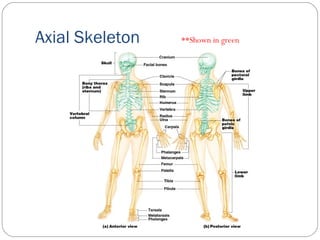 Axial Skeleton **Shown in green
 