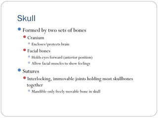 Skull
Formed by two sets of bones
Cranium
Encloses/protects brain
Facial bones
Holds eyes forward (anterior position)
Allow facial muscles to show feelings
Sutures
Interlocking, immovable joints holding most skullbones
together
Mandible-only freely movable bone in skull
 