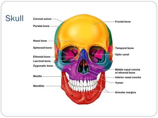 Skull
 