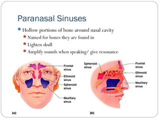 Paranasal Sinuses
Hollow portions of bone around nasal cavity
Named for bones they are found in
Lighten skull
Amplify sounds when speaking/ give resonance
 