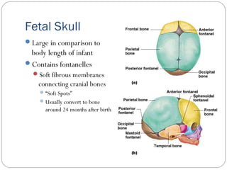 Fetal Skull
Large in comparison to
body length of infant
Contains fontanelles
Soft fibrous membranes
connecting cranial bones
“Soft Spots”
Usually convert to bone
around 24 months after birth
 