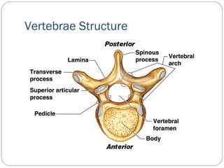 Vertebrae Structure
 