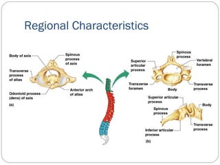 Regional Characteristics
 