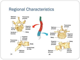 Regional Characteristics
 