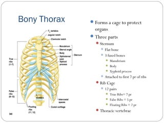 Bony Thorax Forms a cage to protect
organs
Three parts
Sternum
 Flat bone
 3 fused bones
 Manubrium
 Body
 Xyphoid process
 Attached to first 7 pr of ribs
Rib Cage
 12 pairs
 True Ribs= 7 pr
 False Ribs = 5 pr
 Floating Ribs = 2 pr
Thoracic vertebrae
 
