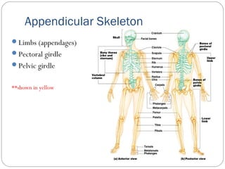Appendicular Skeleton
Limbs (appendages)
Pectoral girdle
Pelvic girdle
**shown in yellow
 