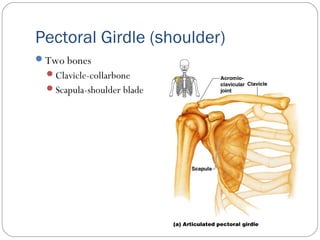 Pectoral Girdle (shoulder)
Two bones
Clavicle-collarbone
Scapula-shoulder blade
 