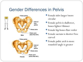 Gender Differences in Pelvis
Female inlet larger/more
circular
Female pelvis is shallower,
bones lighter/thinner
Female hip bones flare wider
Female sacrum is shorter/less
curved
Female pubic arch is more
rounded/angle is greater
 