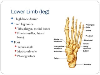 Lower Limb (leg)
Thigh bone-femur
Two leg bones
Tibia (larger, medial bone)
Fibula (smaller, lateral
bone)
Foot
Tarsals-ankle
Metatarsals-sole
Phalanges-toes
 