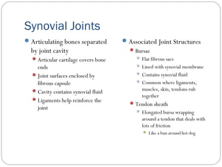 Synovial Joints
Articulating bones separated
by joint cavity
Articular cartilage covers bone
ends
Joint surfaces enclosed by
fibrous capsule
Cavity contains synovial fluid
Ligaments help reinforce the
joint
Associated Joint Structures
Bursae
 Flat fibrous sacs
 Lined with synovial membrane
 Contains synovial fluid
 Common where ligaments,
muscles, skin, tendons rub
together
Tendon sheath
 Elongated bursa wrapping
around a tendon that deals with
lots of friction
 Like a bun around hot dog
 