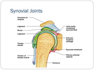 Synovial Joints
 